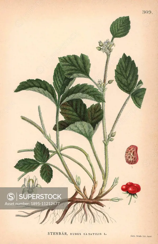 Stone bramble, Rubus saxatilis. Chromolithograph from Carl Lindman's Bilder ur Nordens Flora (Pictures of Northern Flora), Stockholm, Wahlstrom & Wids...