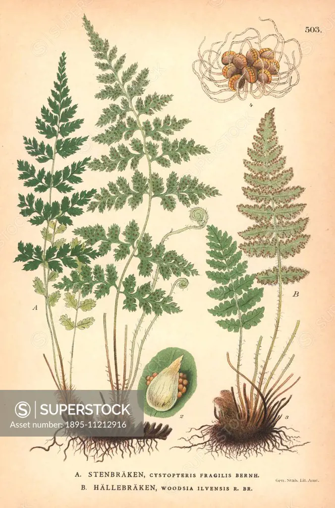 Fragile fern, Cystopteris fragilis, and rusty woodsia fern, Woodsia ilvensis. Chromolithograph from Carl Lindman's Bilder ur Nordens Flora (Pictures o...