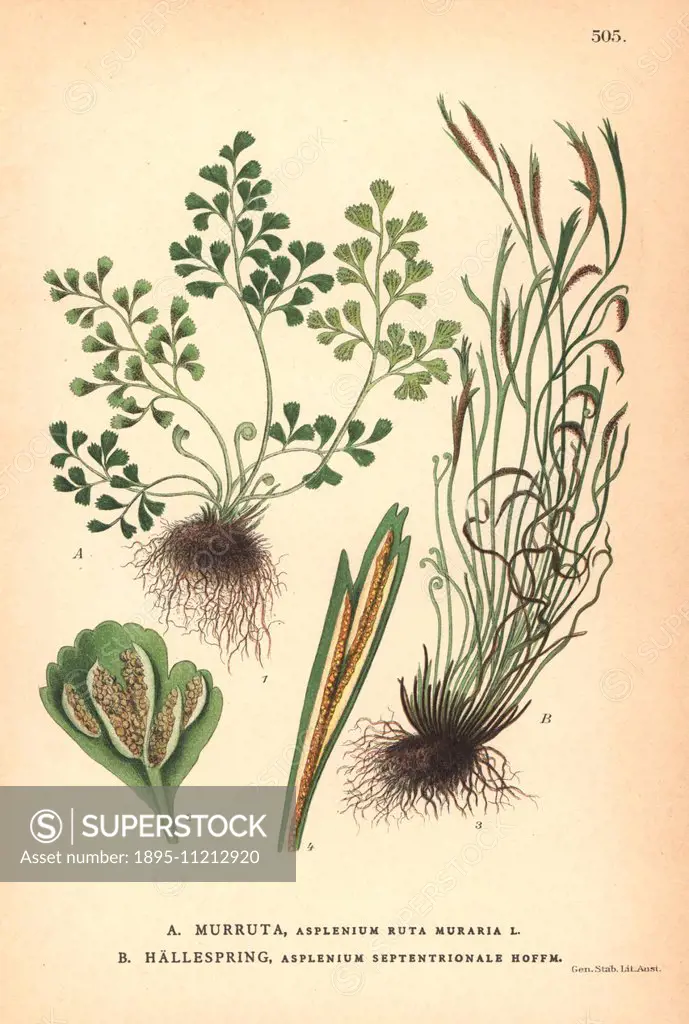Wall-rue fern, Asplenium ruta-muraria, and northern spleenwort fern, Asplenium septentrionale. Chromolithograph from Carl Lindman's Bilder ur Nordens ...