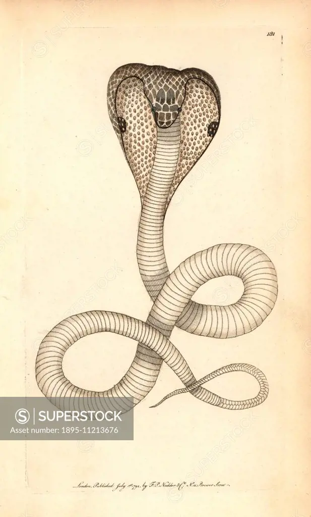 Indian cobra, Naja naja. Illustration signed (George Shaw and Frederick Nodder). Handcolored copperplate engraving from George Shaw and Frederick Nodd...
