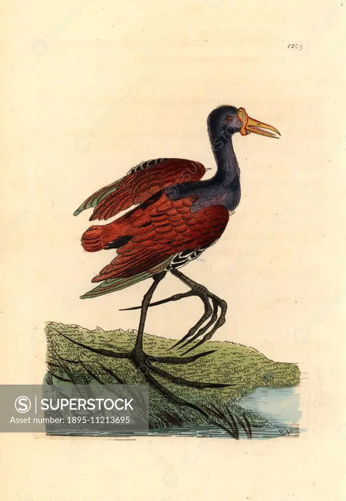 Wattled jacana, Jacana jacana. Illustration drawn and engraved by Richard Polydore Nodder. Handcolored copperplate engraving from George Shaw and Fred...