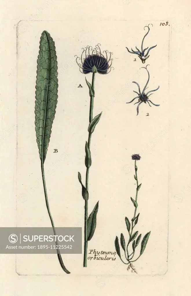 Round-headed rampion, Phyteuma orbiculare. Handcoloured botanical drawn and engraved by Pierre Bulliard from his own Flora Parisiensis 1776, Paris, P....
