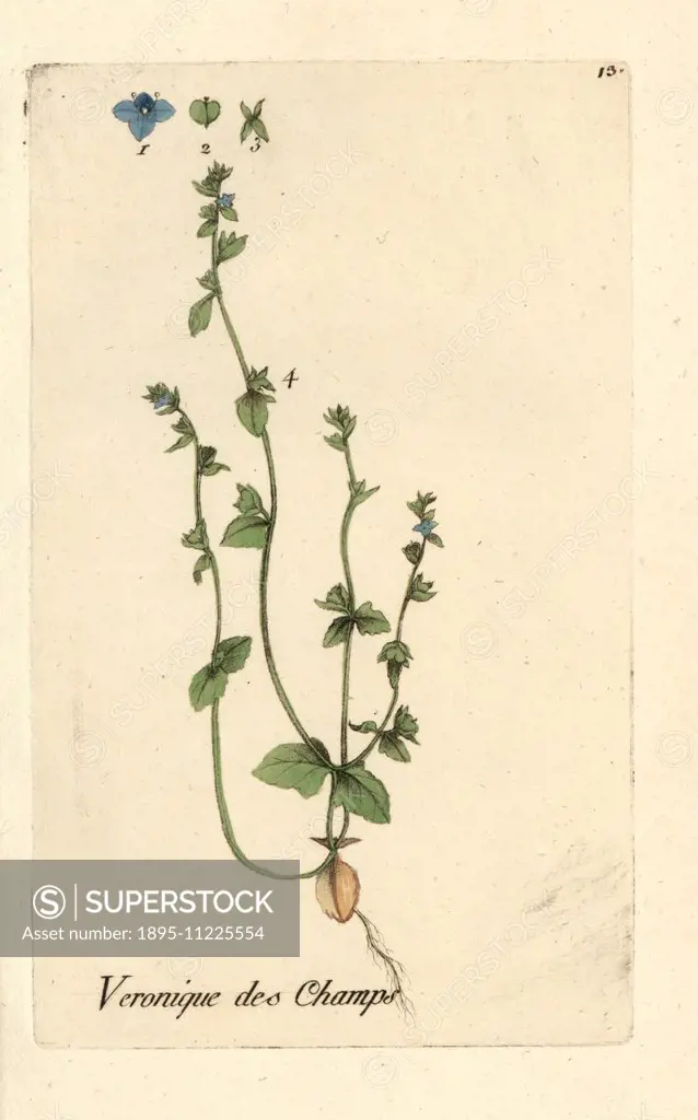 Green field-speedwell, Veronica agrestis. Handcoloured botanical drawn and engraved by Pierre Bulliard from his own Flora Parisiensis 1776, Paris, P.F...