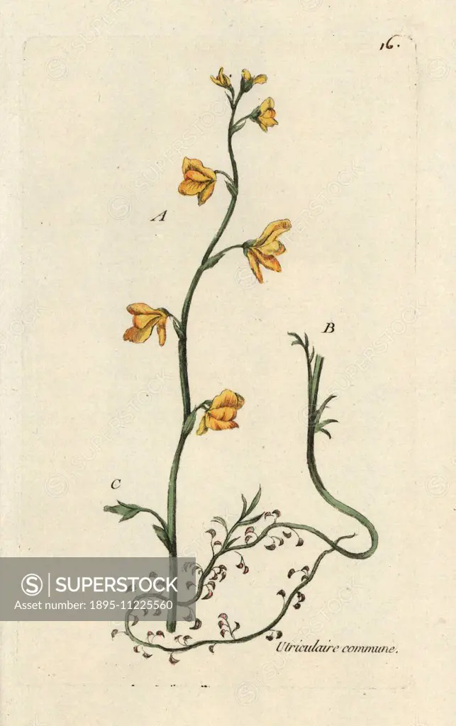 Common bladderwort, Utricularia vulgaris. Handcoloured botanical drawn and engraved by Pierre Bulliard from his own Flora Parisiensis 1776, Paris, P.F...