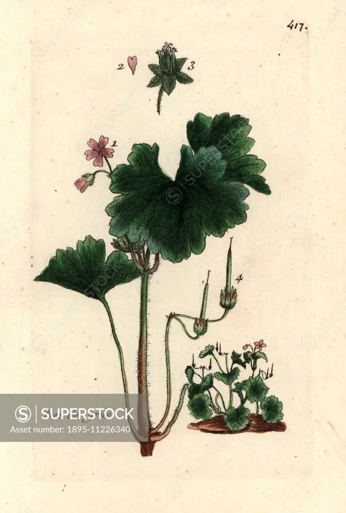 Roundleaf geranium, Geranium rotundifolium. Handcoloured botanical drawn and engraved by Pierre Bulliard from his own Flora Parisiensis 1776, Paris, P...