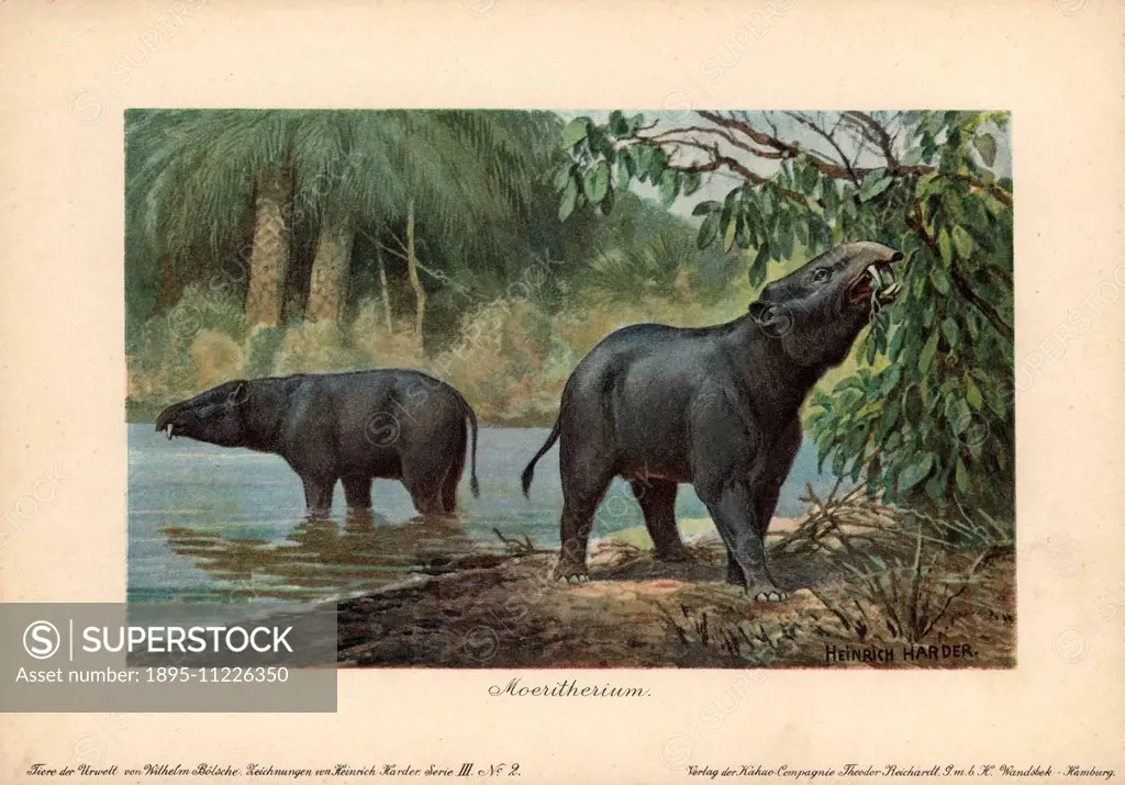Moeritherium, extinct genus of prehistoric mammals related to the elephant.Colour printed illustration (chromolithograph) by Heinrich Harder from Tier...