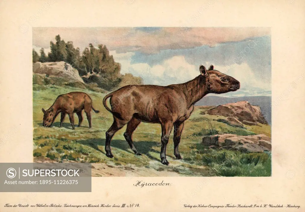 Hyracodon, an extinct genus of fast-running, pony-like mammal.Colour printed illustration (chromolithograph) by Heinrich Harder from Tiere der Urwelt'...