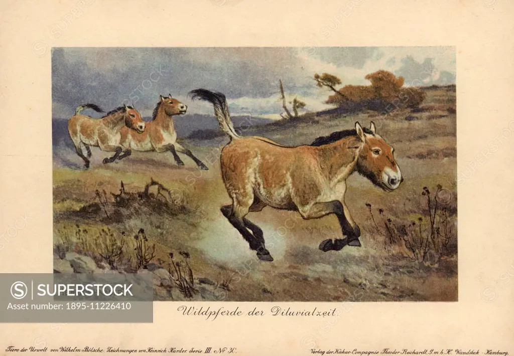 Wild horses of the Diluvial era, extinct genus of Equus ferus. Colour printed illustration (chromolithograph) by Heinrich Harder from Tiere der Urwelt...