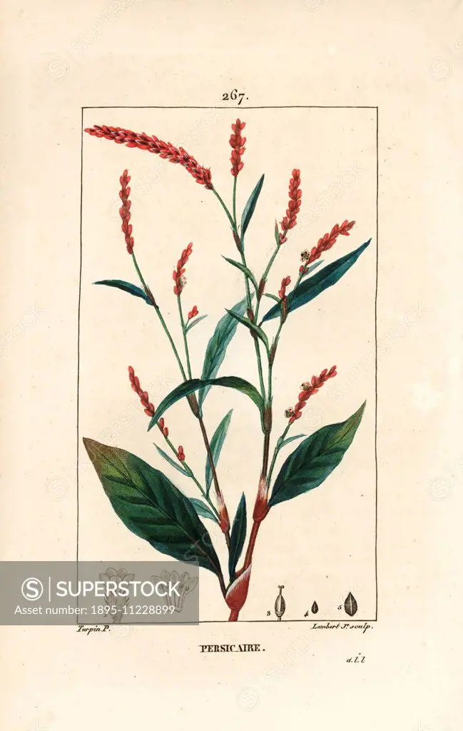 Water-pepper, Persicaria hydropiper (Polygonum hydropiper), with flower, stalk and leaf. Handcoloured stipple copperplate engraving by Lambert Junior ...