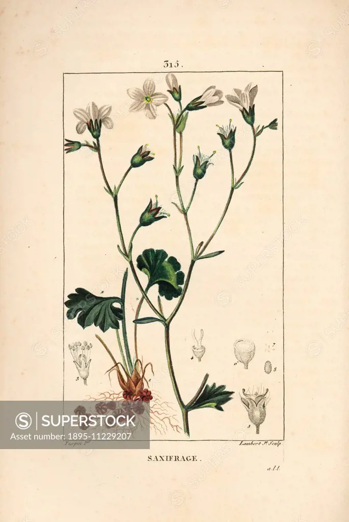 Meadow saxifrage, Saxifraga granulata, with flower, leaf, stalk and root. Handcoloured stipple copperplate engraving by Lambert Junior from a drawing ...