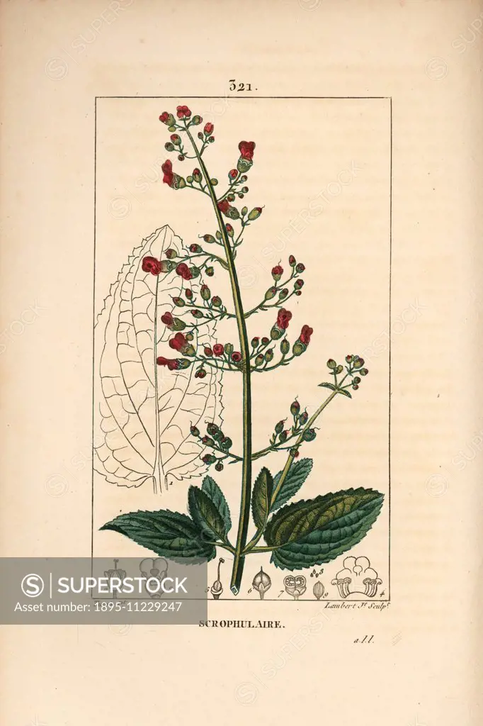 Water figwort, Scrophularia aquatica, with flower, leaf, stem, seed and leaf outline. Handcoloured stipple copperplate engraving by Lambert Junior fro...