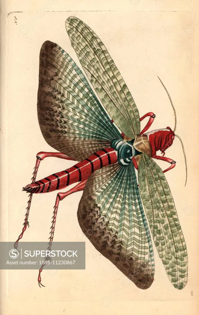 South american locust, Locusta cristata, Egyptian locust sic, Gryllus cristatus. Illustration signed SN (George Shaw and Frederick Nodder). Handcolo...