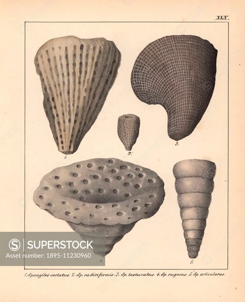 Fossils of extinct Spongites species: S. costatus, S. radiciformis, S. texturatus, S. rugosus and S. articulatus. Handcoloured lithograph by an unknow...