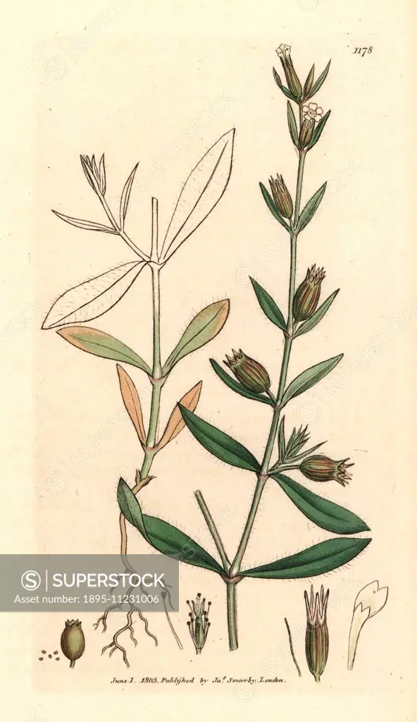 English catchfly, Silene anglica. Handcoloured copperplate engraving from a drawing by James Sowerby for Smith's English Botany London, 1803. Sowerby ...