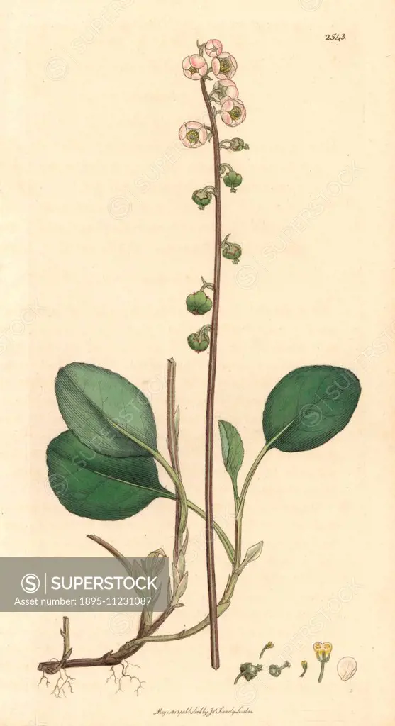 Rose-coloured wintergreen, Pyrola minor. Handcoloured copperplate engraving from a drawing by James Sowerby for Smith's English Botany London, 1813. S...