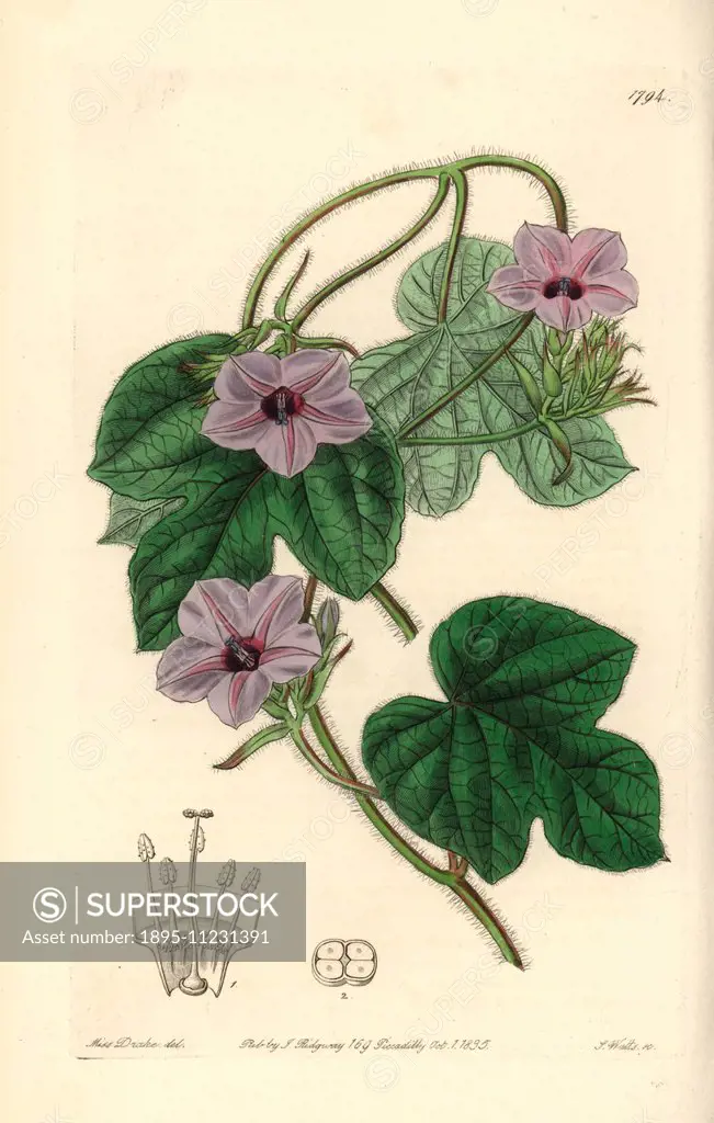 Fig-leaved morning glory, Ipomoea ficifolia (Mr. Aiton's ipomoea, Ipomoea aitoni). Handcoloured copperplate engraving by S. Watts after an illustratio...