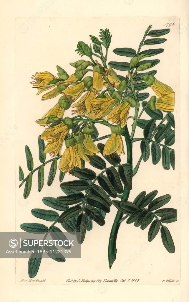 Chilian mayu or mayo tree, Edwardsia chilensis (Sophora macrocarpa). Handcoloured copperplate engraving by S. Watts after an illustration by Miss Drak...
