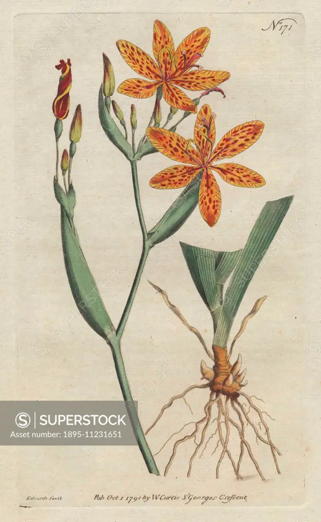 Chinese ixia, Belamcanda chinensis (Ixia chinensis). Handcolored copperplate drawn and engraved by Sydenham Edwards from William Curtis's Botanical Ma...