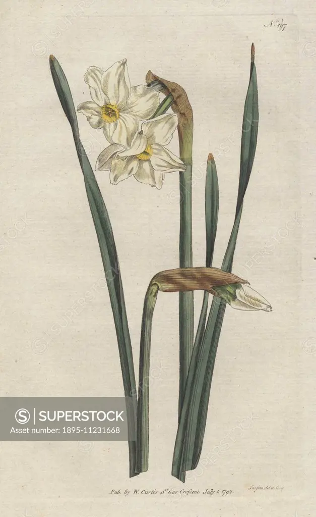 Two-flowered narcissus, Narcissus medioluteus (Narcissus biflorus). Handcolored copperplate drawn and engraved by Sydenham Edwards from William Curtis...