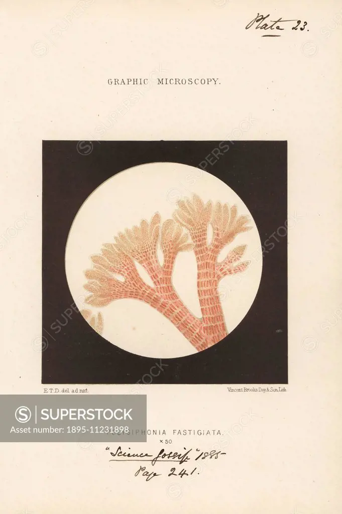 Reddish-brown filamentous alga, Vertebrata lanosa (Polysiphonia fastigiata), magnified x50. Chromolithograph after an illustration by E.T.D., lithogra...