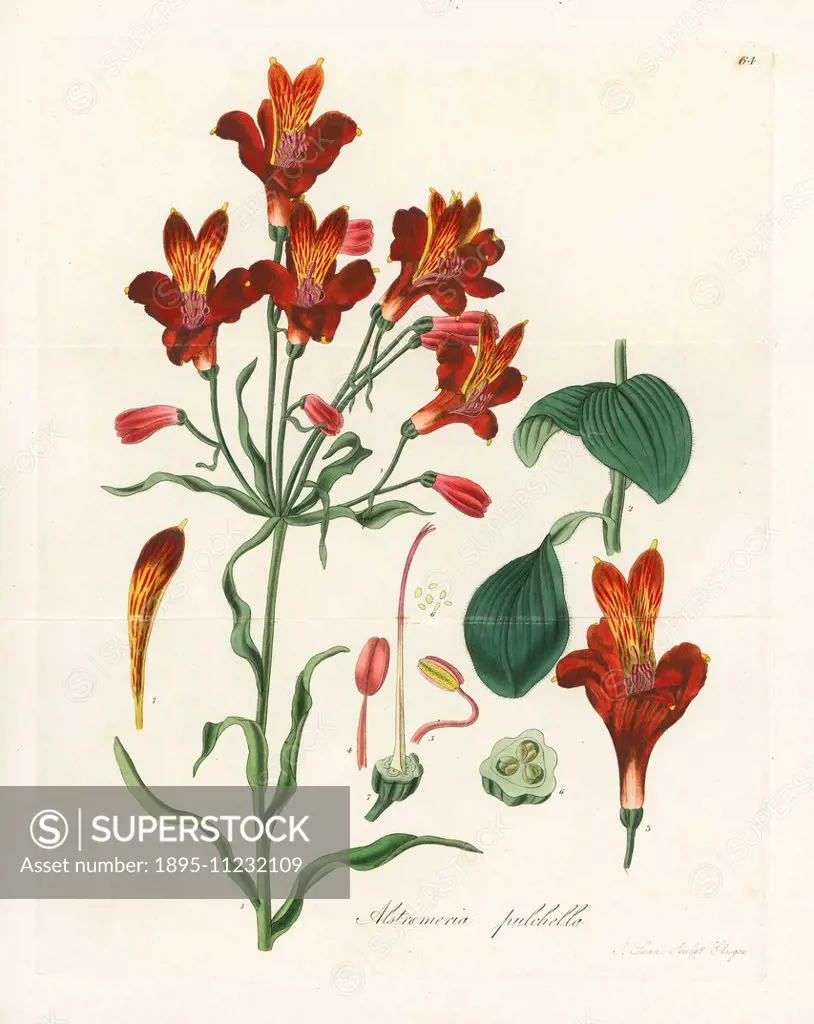 Parrot lily or red speckled-flowered alstroemeria, Alstroemeria pulchella. Handcoloured copperplate engraving by J. Swan after a botanical illustratio...