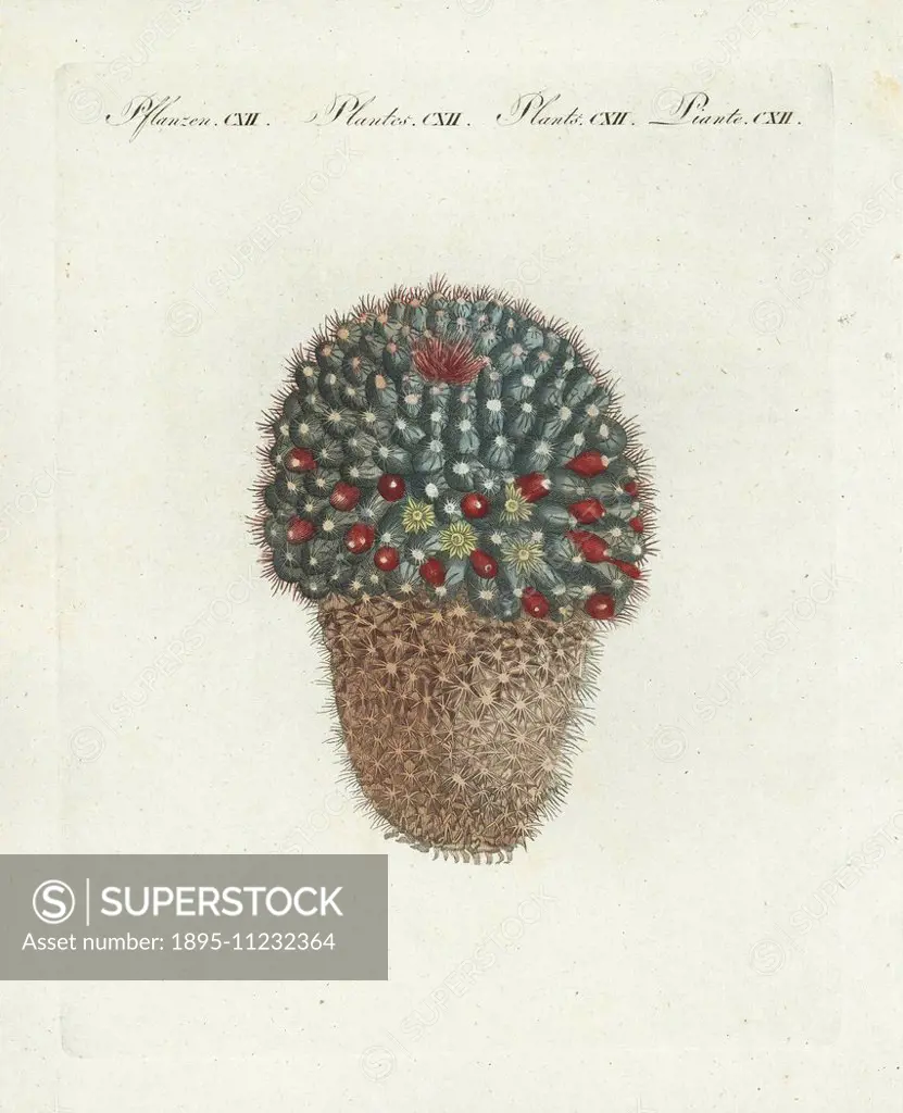 Woolly nipple cactus, Mammillaria mammillaris (Cactus mamillaris). Taken from a plate by Candolle and Redoute Plantarum Historia Succulentarum. Handco...