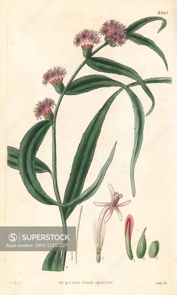 Lepidaploa persicifolia (Sharp-leaved vernonia, Vernonia acutifolia). Handcoloured copperplate engraving by Swan after an illustration by William Jack...
