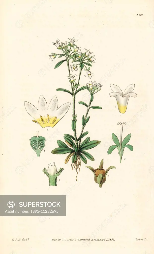 Long-leaved houstonia, Houstonia longifolia. Handcoloured copperplate engraving by Swan after an illustration by William Jackson Hooker from Samuel Cu...