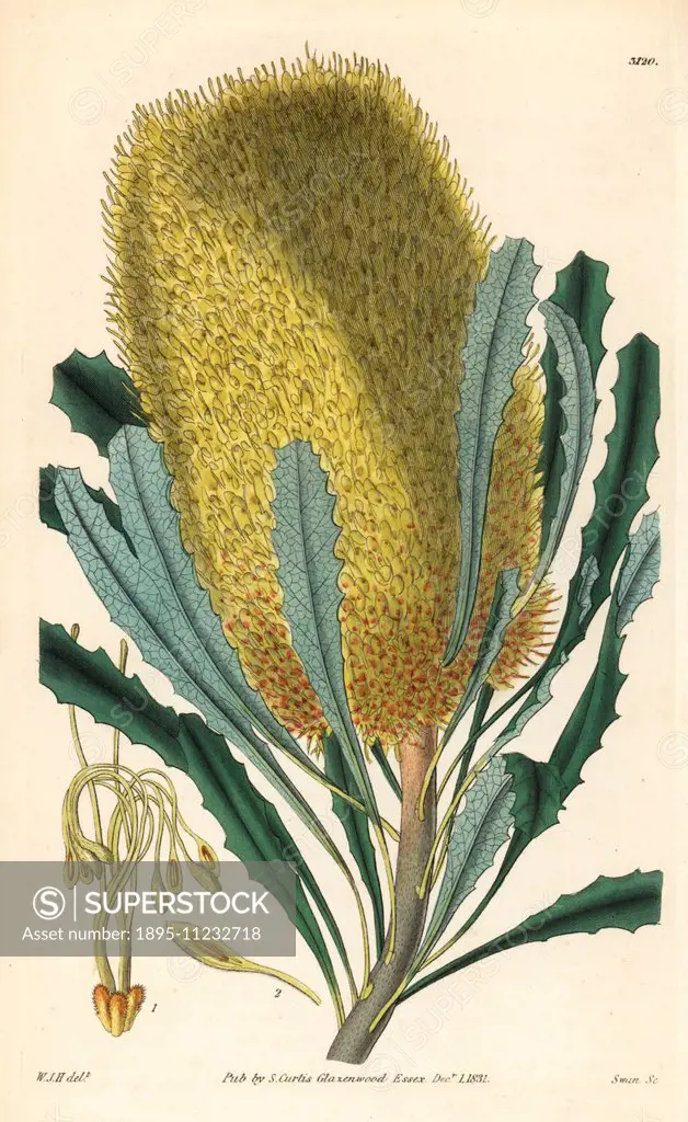 Saw banksia, Banksia serrata (Intermediate banksia, Banksia media). Handcoloured copperplate engraving by Swan after an illustration by William Jackso...