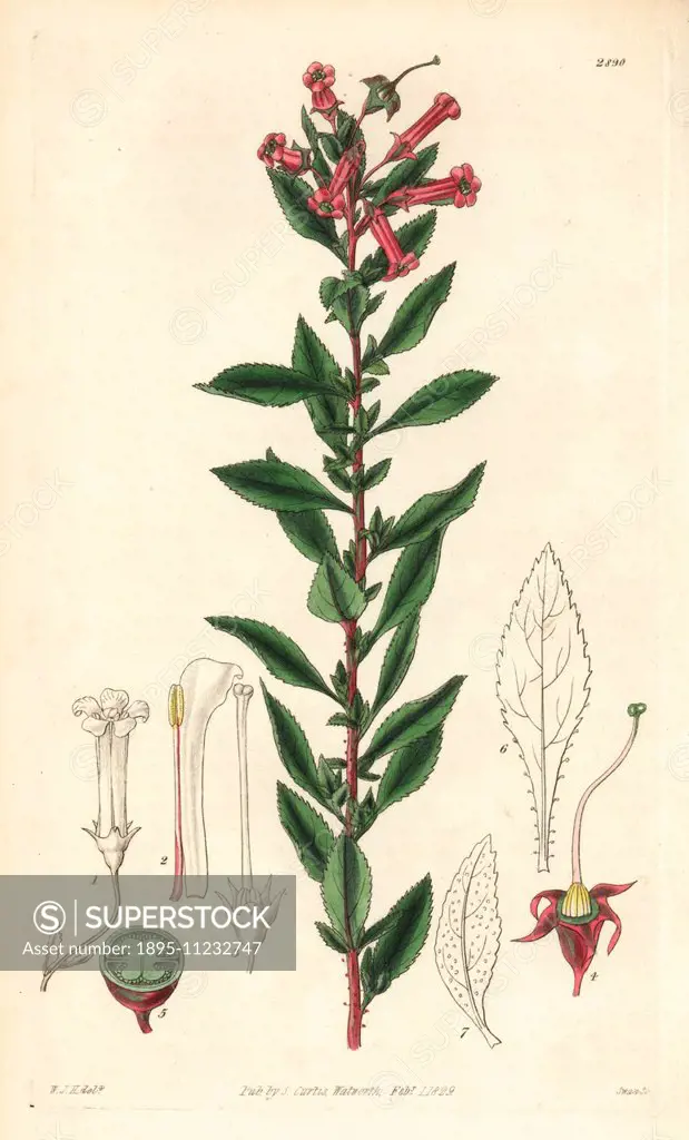 Red flowered escallonia, Escallonia rubra. Handcoloured copperplate engraving by Swan after an illustration by William Jackson Hooker from Samuel Curt...