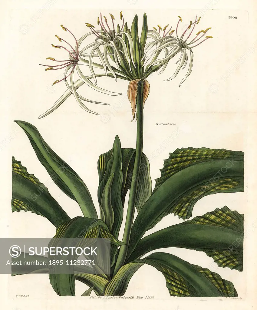 Giant crinum lily, Crinum asiaticum (Plaited leaved crinum, Crinum plicatum). Handcoloured copperplate engraving by Swan after an illustration by Will...