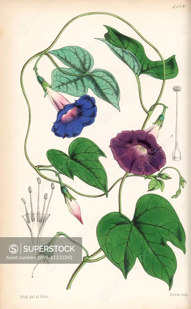 Blue morning glory, Ipomoea indica (Purging pharbitis, Pharbitis cathartica). Handcoloured botanical illustration drawn and lithographed by Walter Fit...