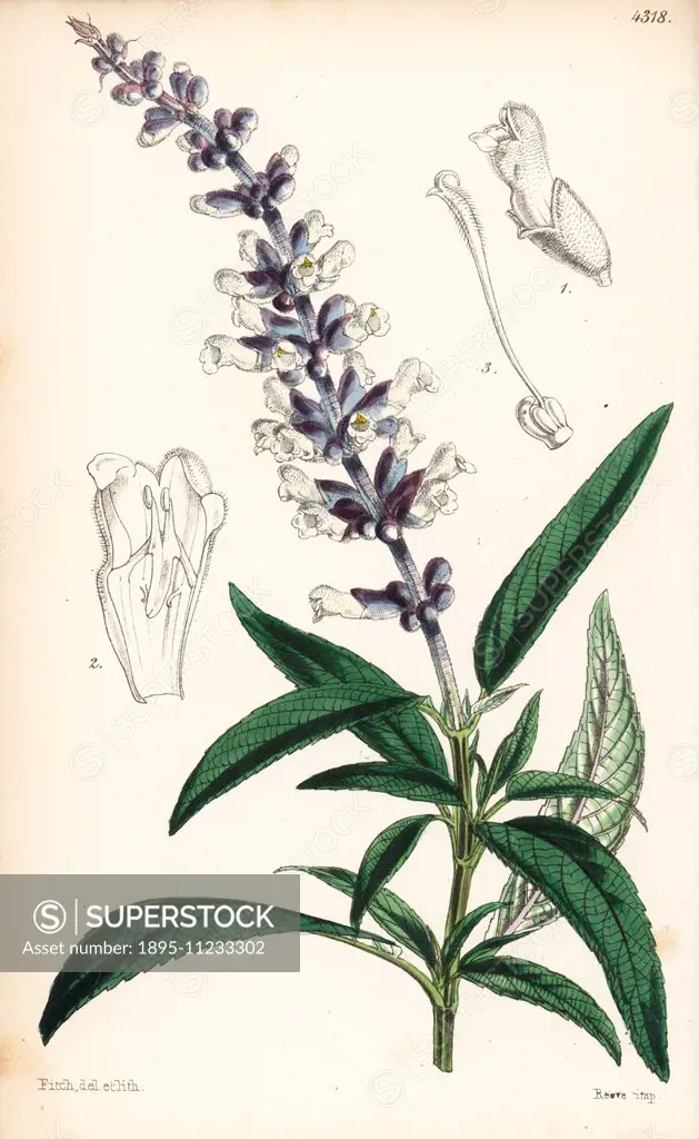 White flowered salvia, Salvia leucantha. Handcoloured botanical illustration drawn and lithographed by Walter Fitch from Sir William Jackson Hooker's ...