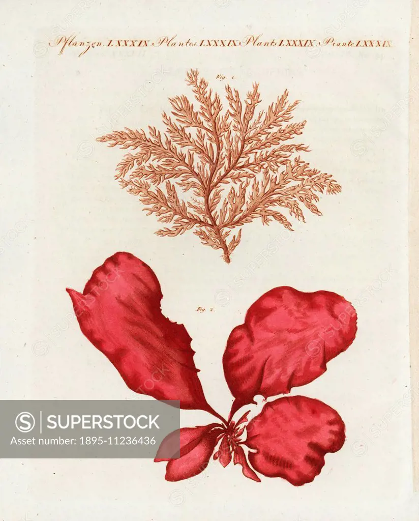 Red seaweed, Membranoptera alata 1, and sea lettuce, Fucus tremella var. lactuca 2. Handcoloured copperplate engraving from Friedrich Johann Bertuch's...