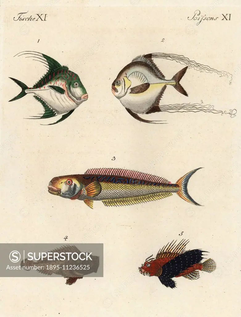 African pompano, Alectis ciliaris 1,2, sand tilefish, Malacanthus plumieri 3, estuarine stonefish, Synanceia horrida 4, and red lionfish, Pterois voli...
