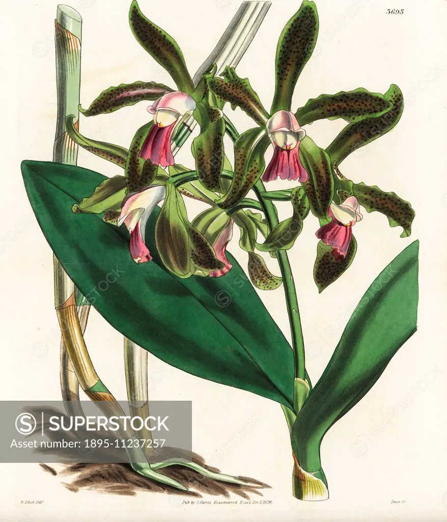 Lord Edward Russell's spotted cattleya orchid, Cattleya guttata. Handcoloured copperplate engraving after a botanical illustration by Walter Fitch fro...