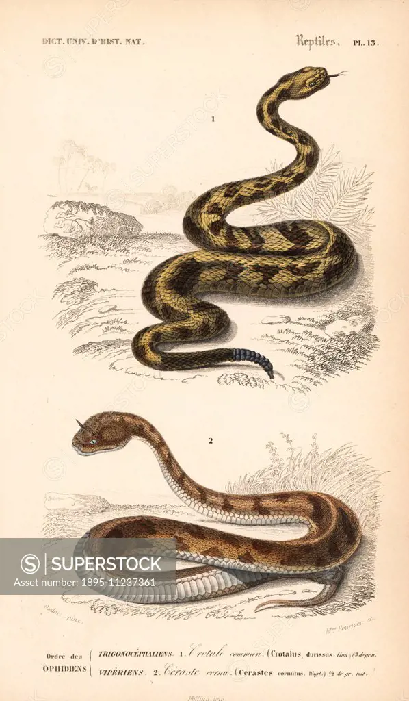 Cascabel rattlesnake, Crotalus durissus, and desert horned viper, Cerastes cerastes (Cerastes cornutus). Handcolored engraving by Madame Fournier afte...