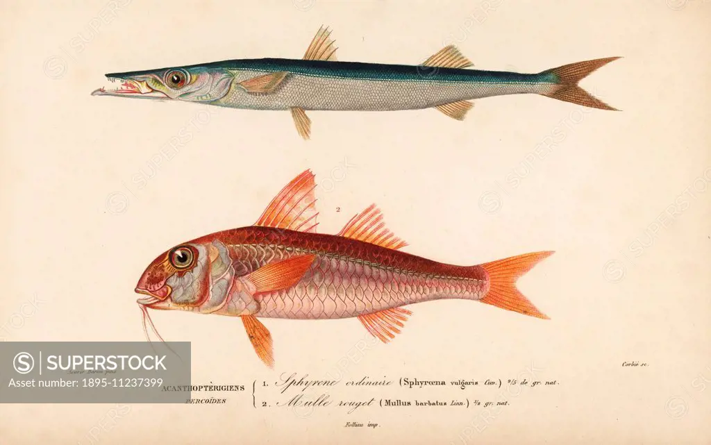 Barracuda, Sphyraena sphyraena, and red mullet, Mullus barbatus. Handcolored engraving by Corbie after an illustration by Acaric Baron from Charles d'...