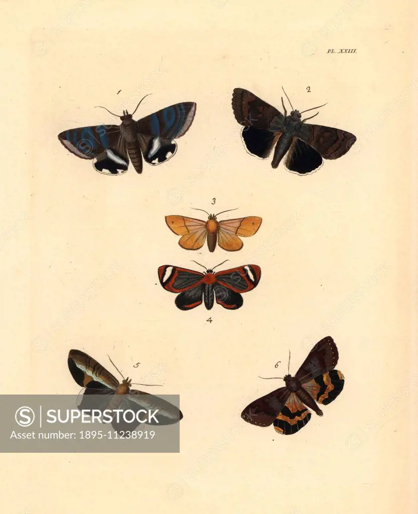 Castor semi-looper moth, Achaea janata 1, epione underwing, Catocala epione 2, Noctua pales 3, Hyalurga vinosa 4, Noctua numeria 5, and sweetfern unde...