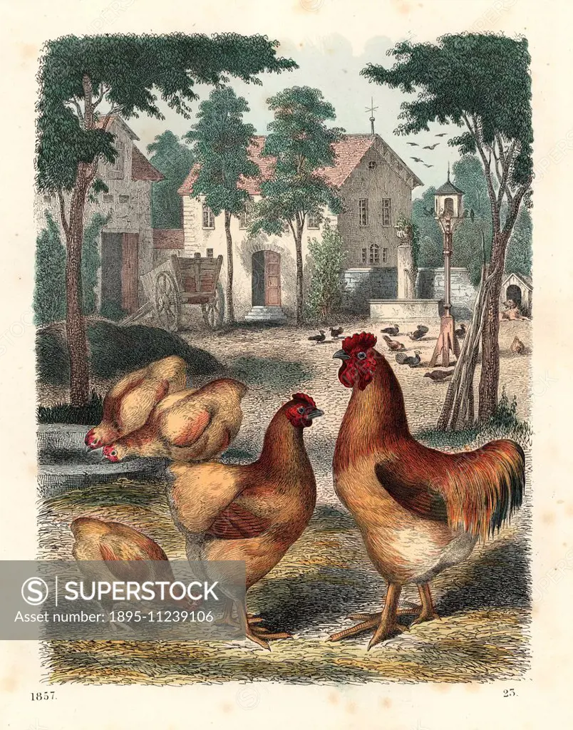 Cochinchina cock and hens in a farmyard. Handcoloured lithograph from Carl Hoffmann's Book of the World, Stuttgart, 1857.