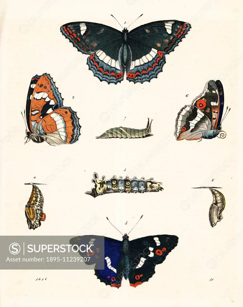 Poplar admiral butterfly, Limenitis populi, 1,2,3,4, and purple emperor, Apatura iris 5,6,7,8, with caterpillar and pupa. Handcoloured lithograph from...