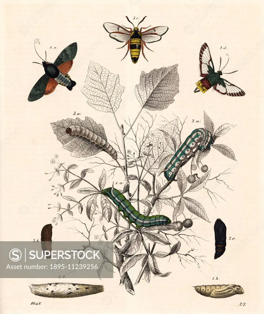Hummingbird hawk-moth, Macroglossum stellatarum 1, broad-bordered bee hawk-moth, Hemaris fuciformis 2, and hornet moth or hornet clearwing, Sesia apif...