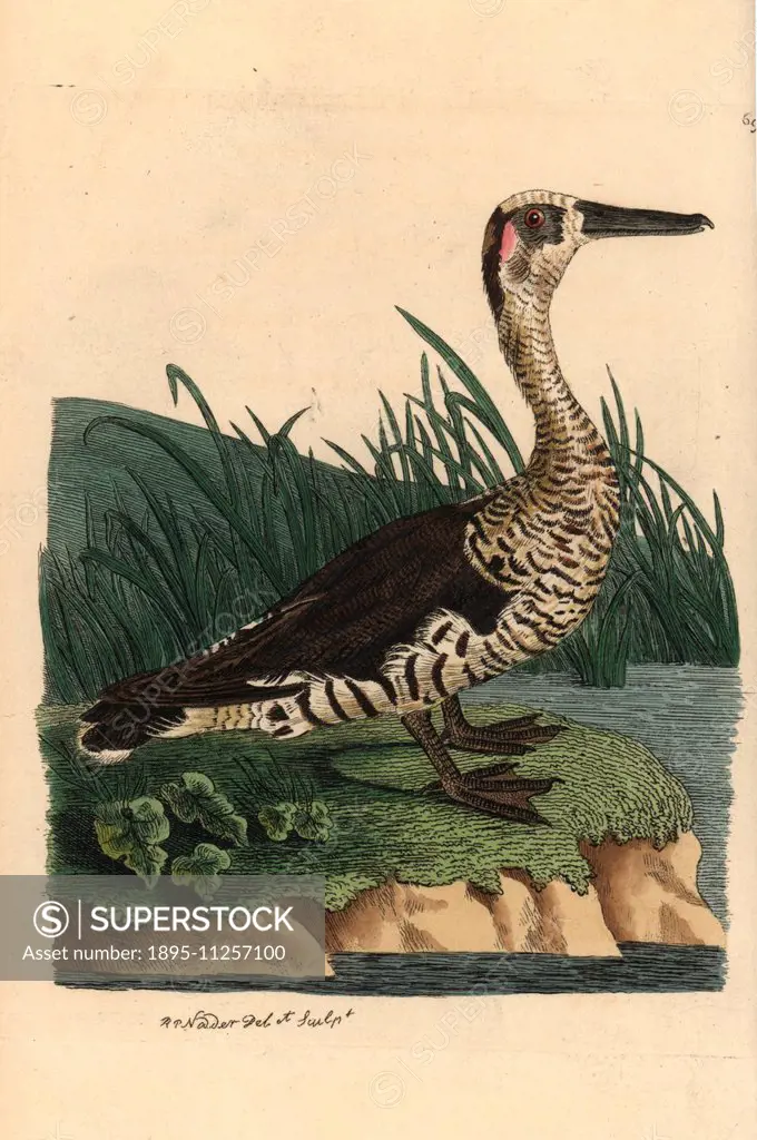 Pink eared duck, Malacorhynchus membranaceus. Illustration drawn and engraved by Richard Polydore Nodder. Handcoloured copperplate engraving from Geor...