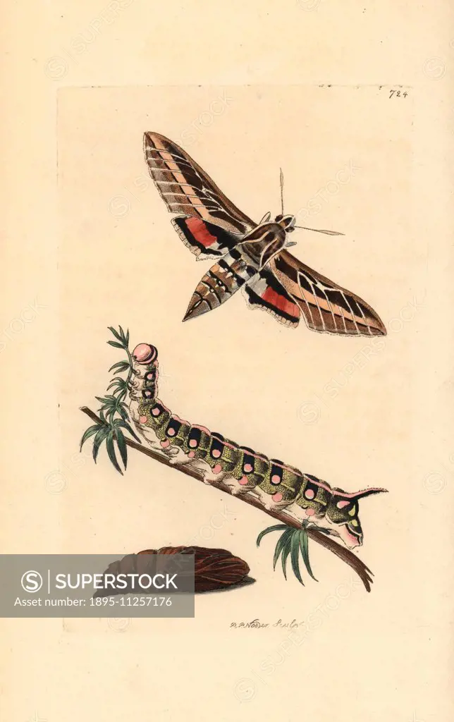 White-lined sphinx moth, Hyles lineata, with caterpillar and pupa. Illustration drawn and engraved by Richard Polydore Nodder. Handcoloured copperplat...