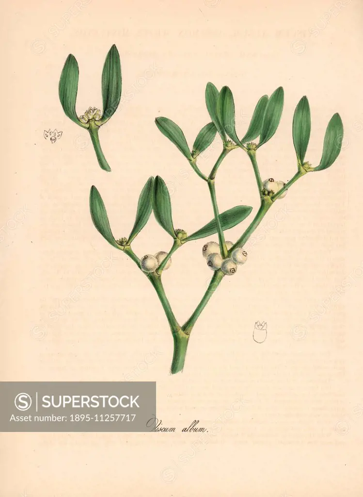Mistletoe, Viscum album, hemi-parasitic shrub. Handcoloured zincograph by C. Chabot drawn by Miss M. A. Burnett from her Plantae Utiliores: or Illustr...