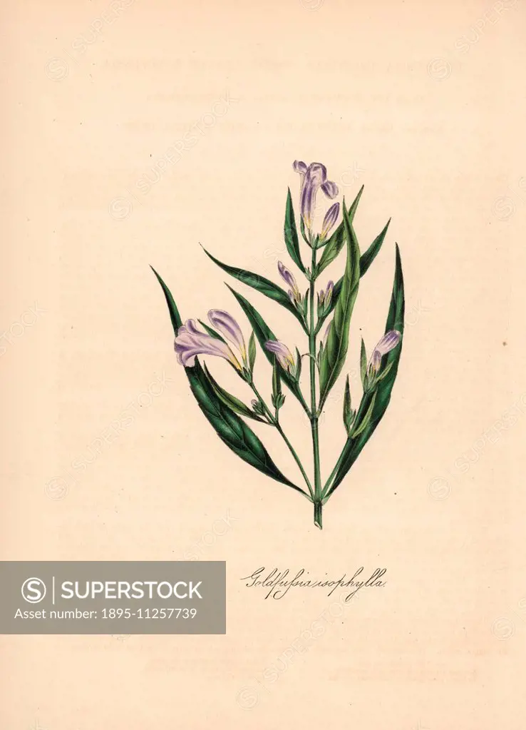 Strobilanthes anisophylla (Goldfussia isophylla). Handcoloured zincograph by C. Chabot drawn by Miss M. A. Burnett from her Plantae Utiliores: or Illu...