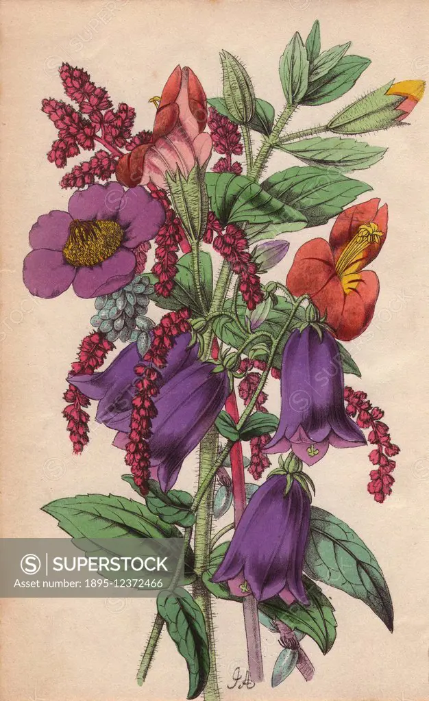Campanula, snowy amaranth, gilliesi portulaca and scarlet monkey-flower. Lithograph designed and coloured by James Andrews from Robert Tyas' Flowers f...