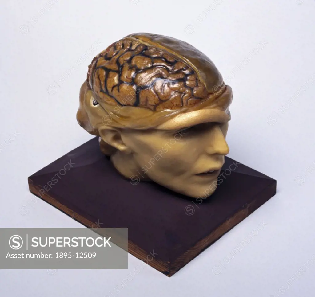 Right hand side view. This model shows the structure of the brain. Wax models of parts of the body were often used as teaching aids in the study of an...