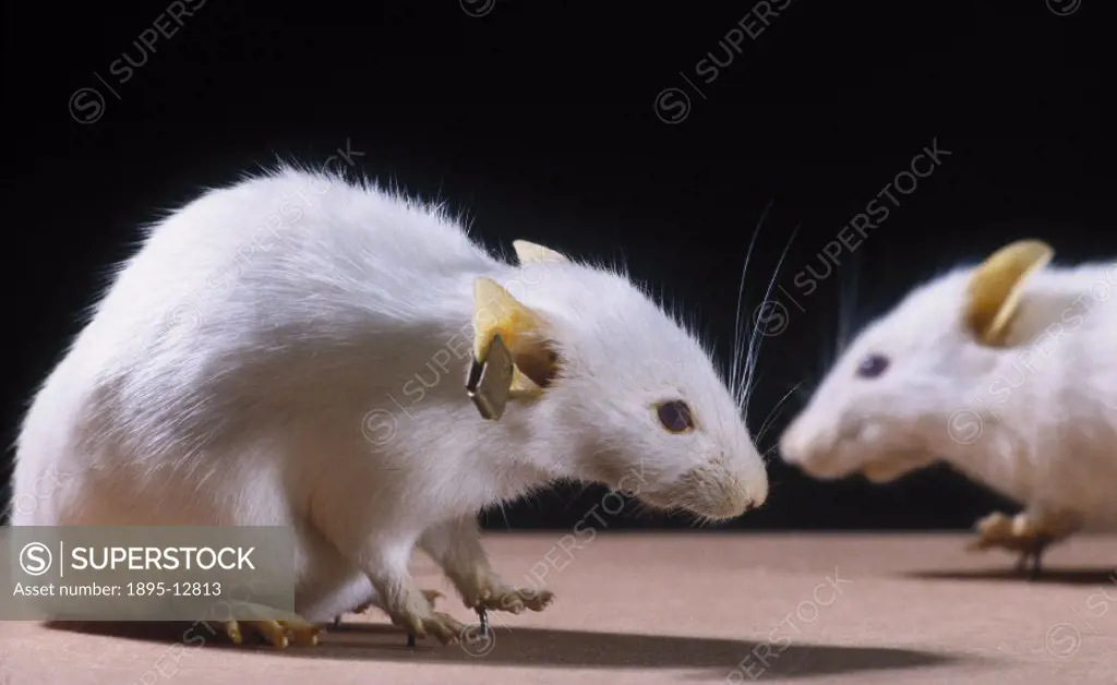 These male mice are direct descendants of the first transgenic mammals to be granted a US patent. This strain was patented by Harvard University Medic...