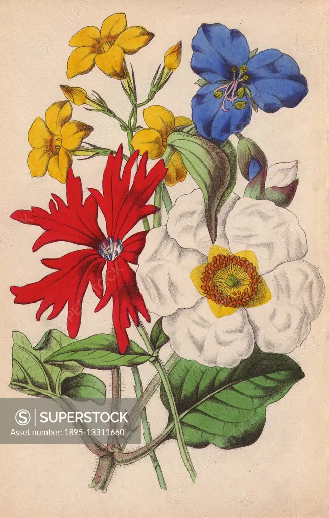 Cistus, rose campion, jasmine and commelina. Lithograph designed and coloured by James Andrews from Robert Tyas' Flowers from Foreign Lands London, 18...